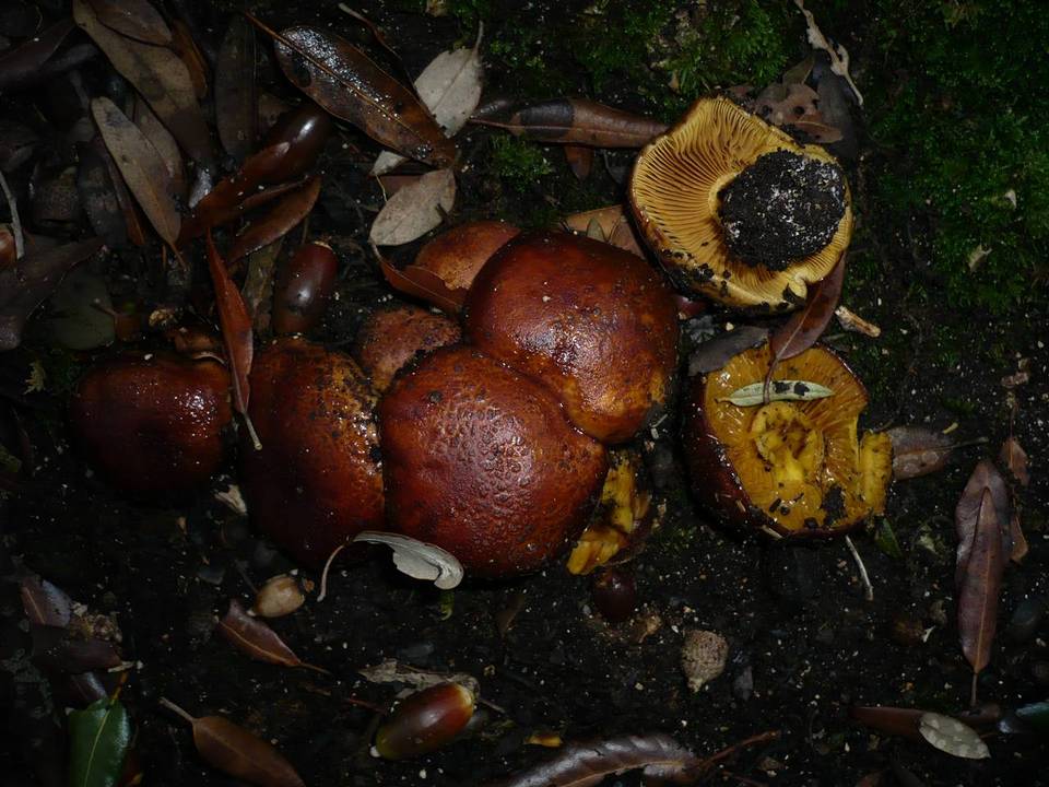 Cortinarius splendens image