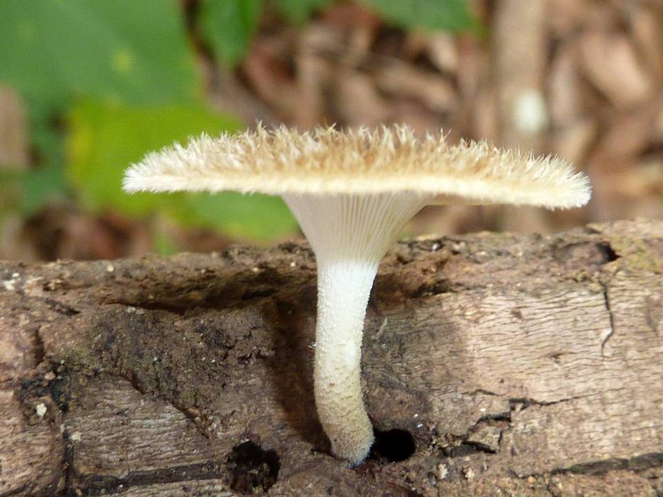 Lentinus berteroi image