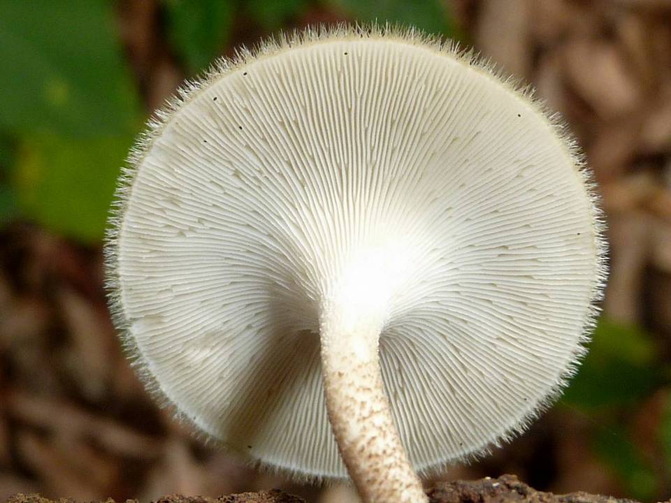 Lentinus berteroi image
