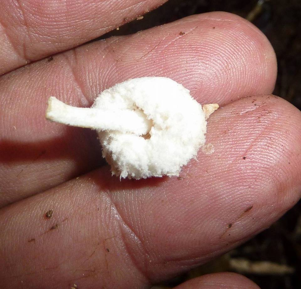 Cystolepiota petasiformis image