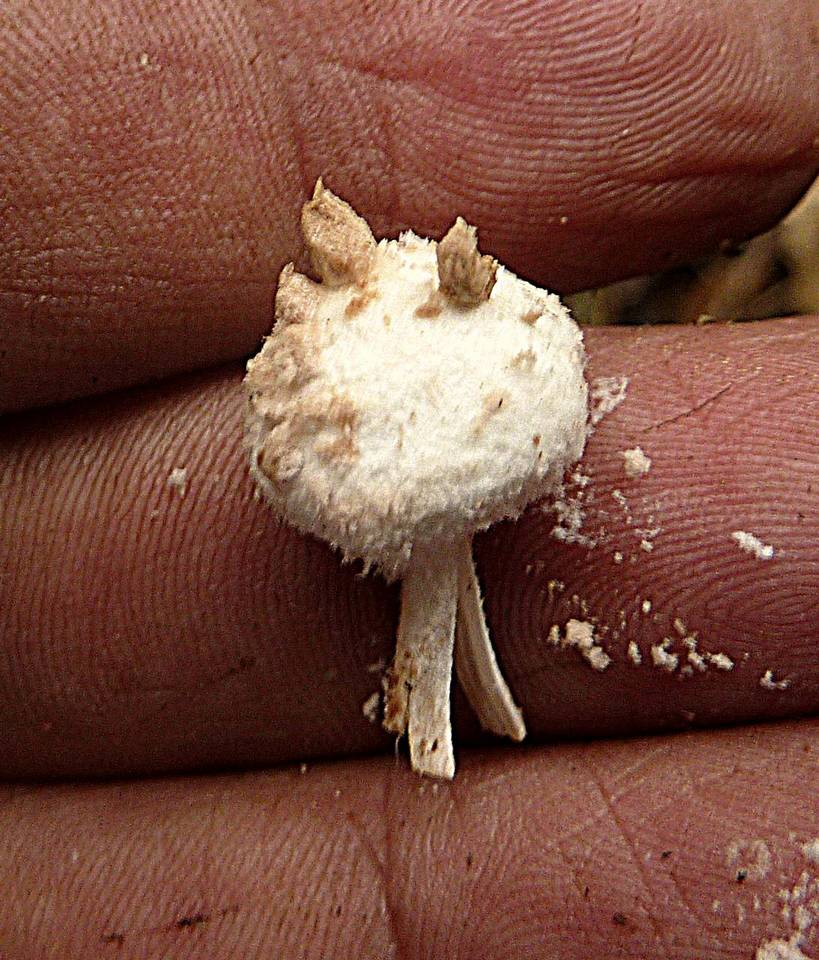 Cystolepiota petasiformis image
