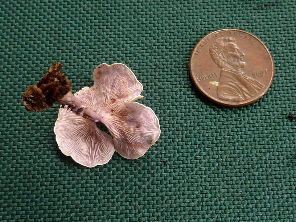 Trogia cantharelloides image