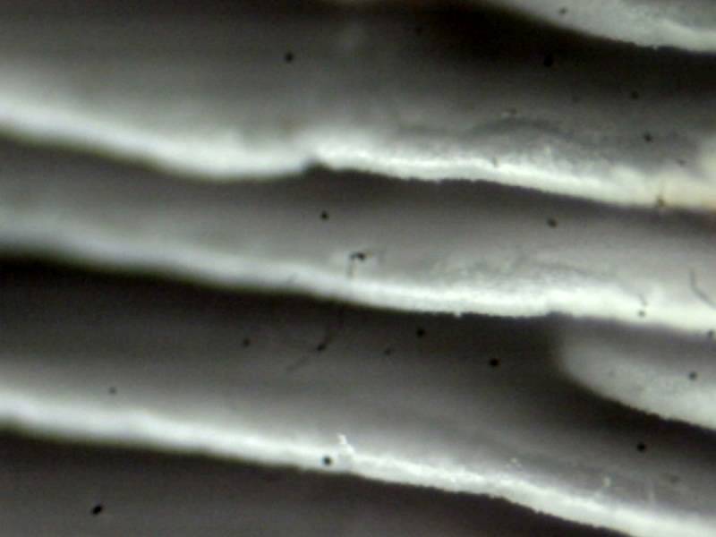 Trogia cantharelloides image