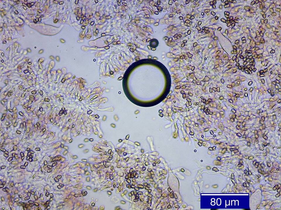 Inocybe mixtilis image