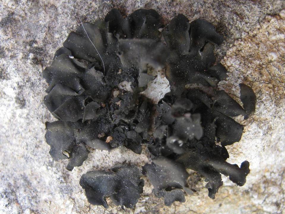 Blennothallia crispa image