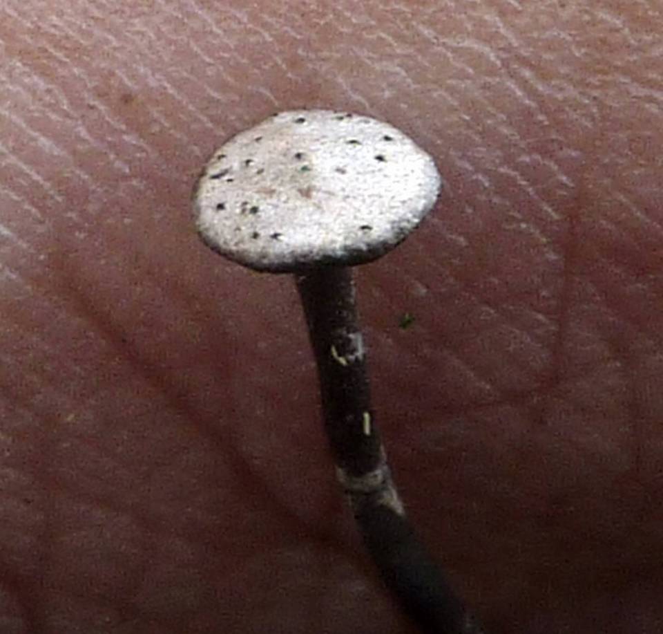 Poronia pileiformis image