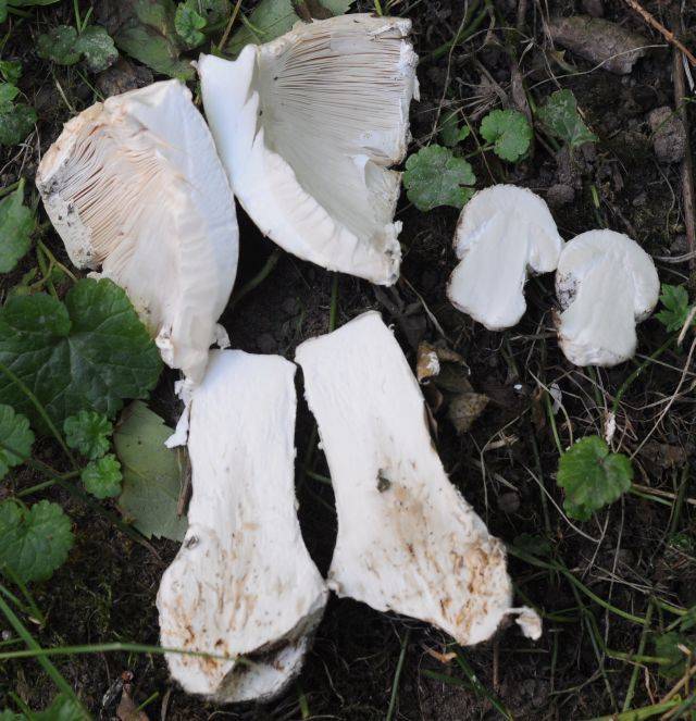 Amanita strobiliformis image