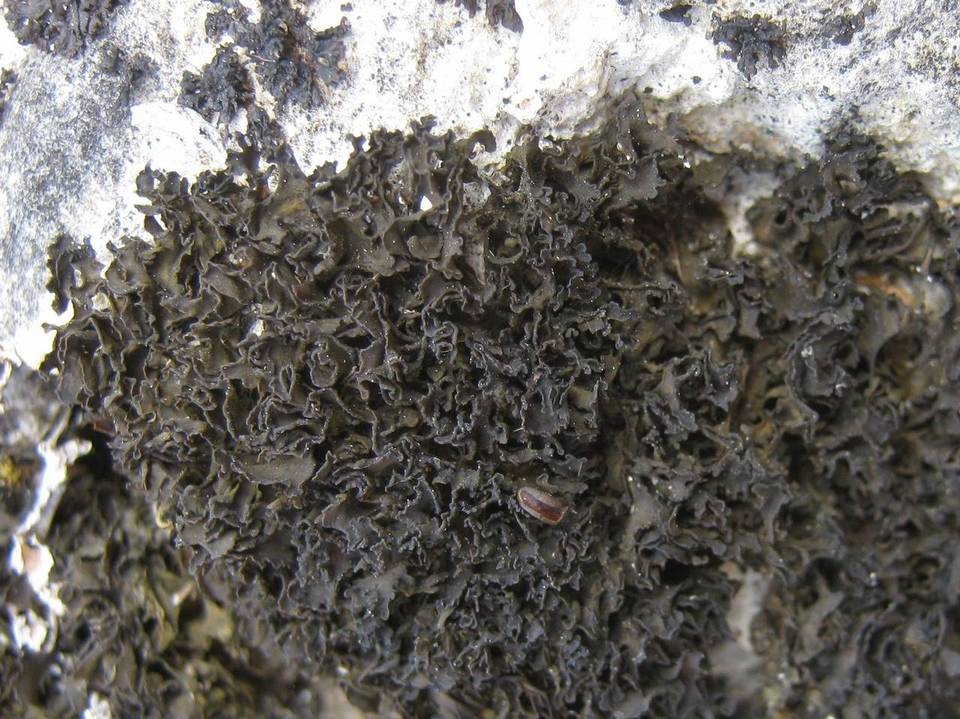 Lathagrium cristatum image