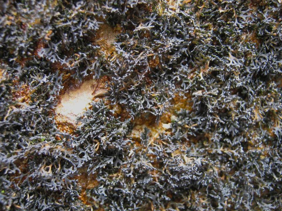 Lichina pygmaea image