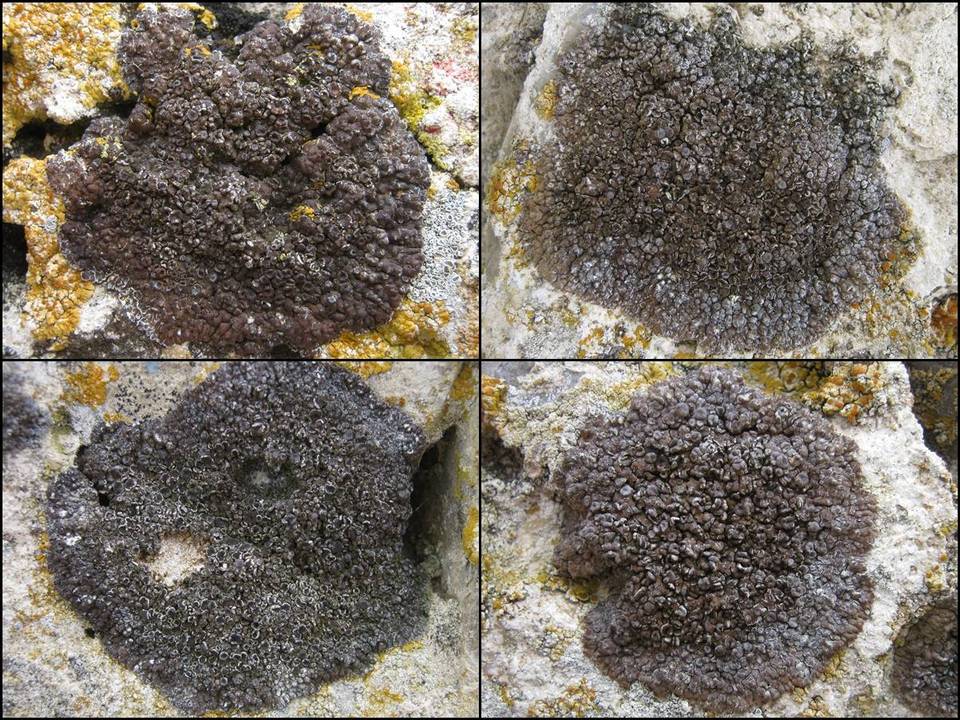 Lecania spadicea image