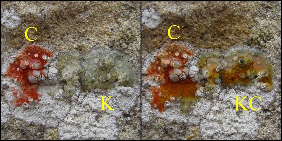 Dirina massiliensis image