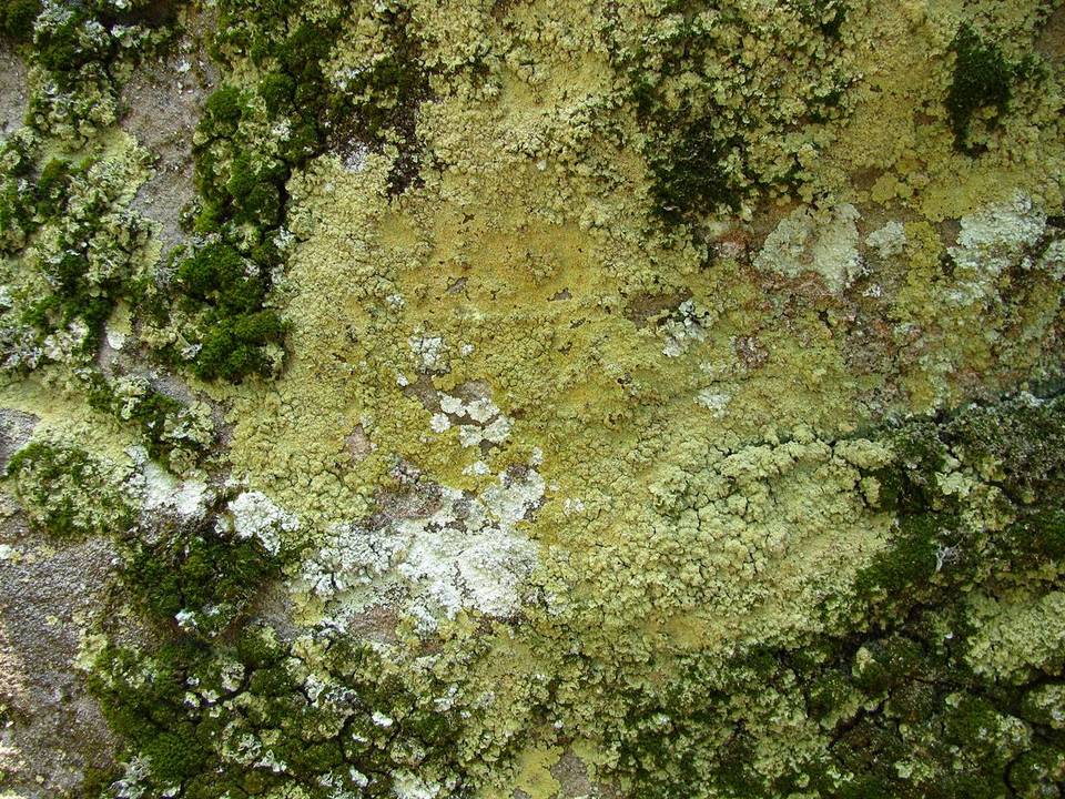 Lepraria vouauxii image