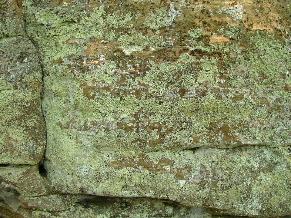 Lepraria vouauxii image