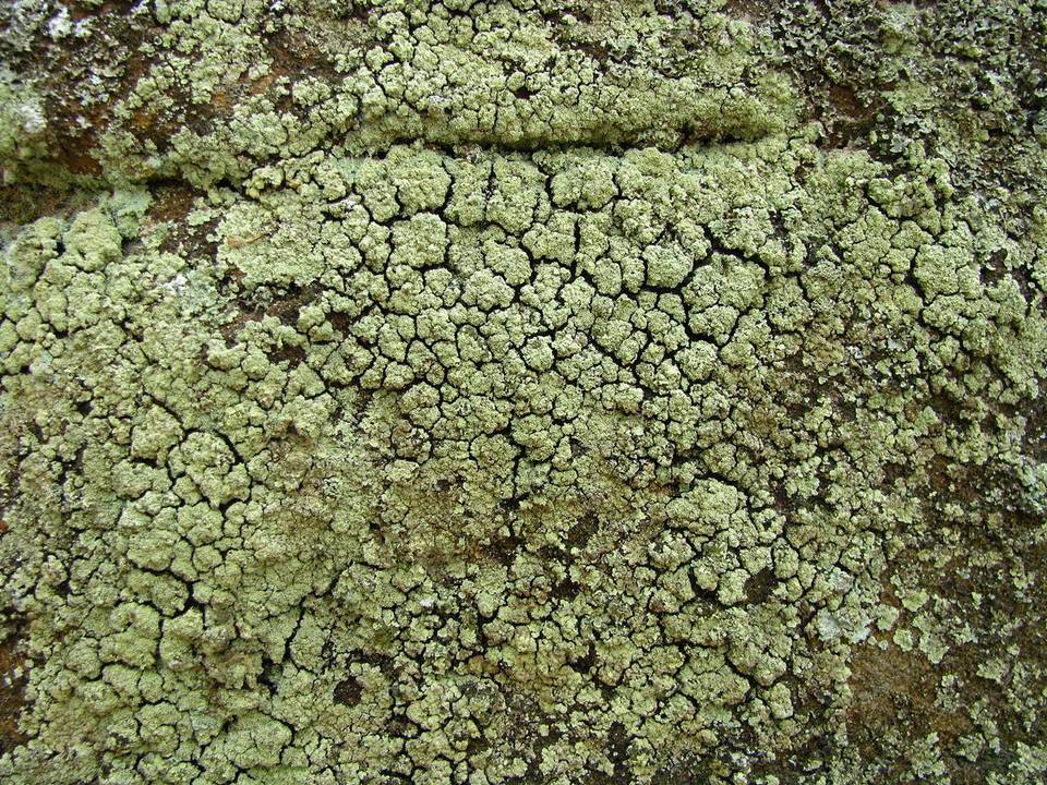 Lepraria vouauxii image