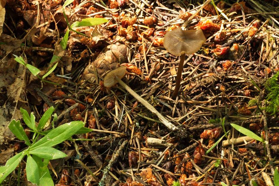 Entoloma ortonii image