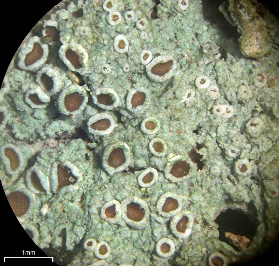 Lecanora glabrata image