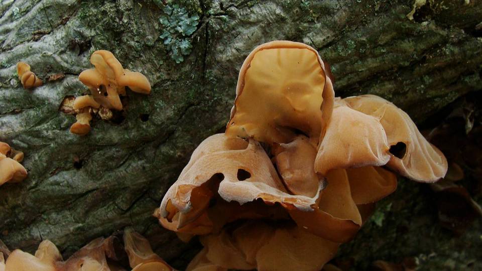 Auricularia angiospermarum image