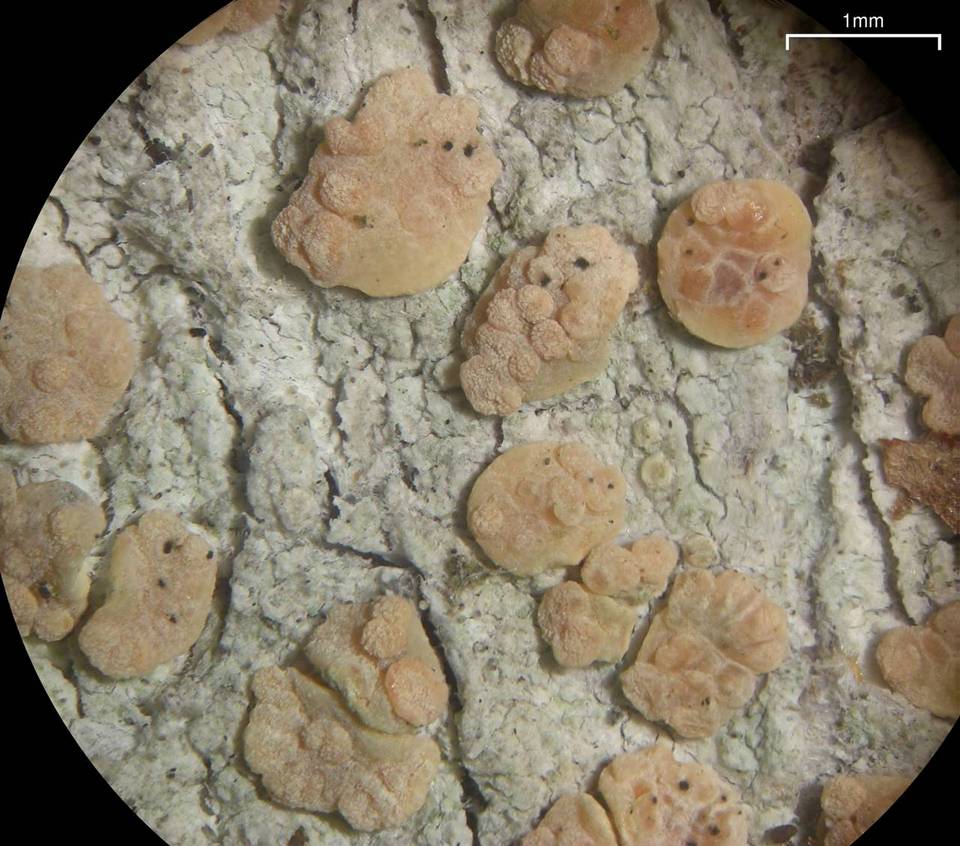 Lichenodiplis lecanorae image
