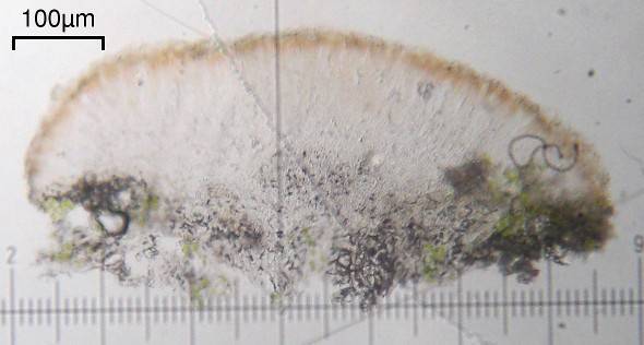 Lecanora cinereofusca image