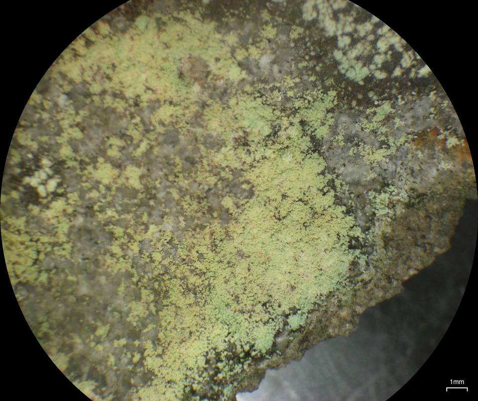 Lepraria ecorticata image