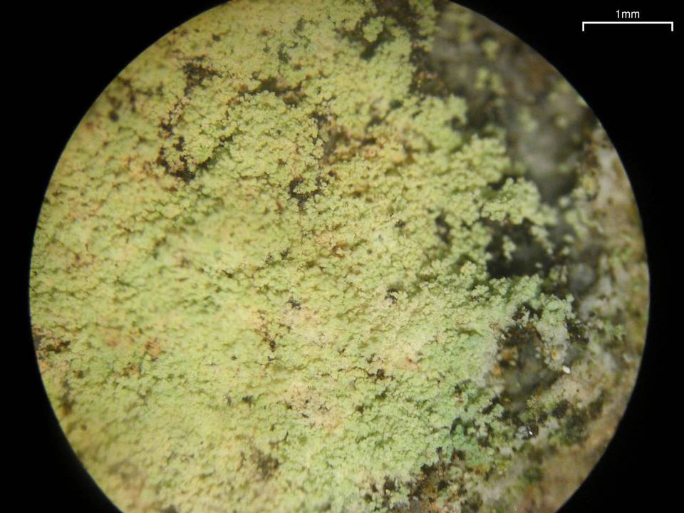 Lepraria ecorticata image