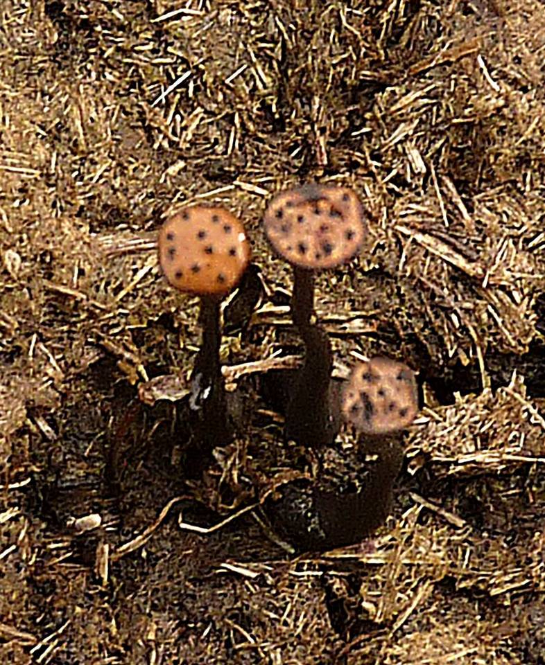 Poronia pileiformis image