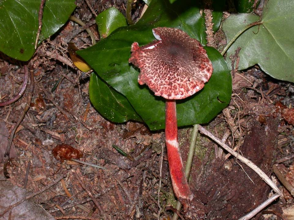 Lepiota flammeatincta image