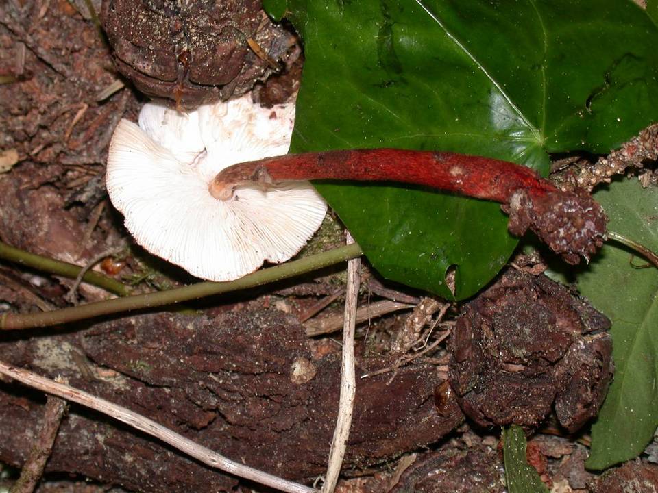 Lepiota flammeatincta image