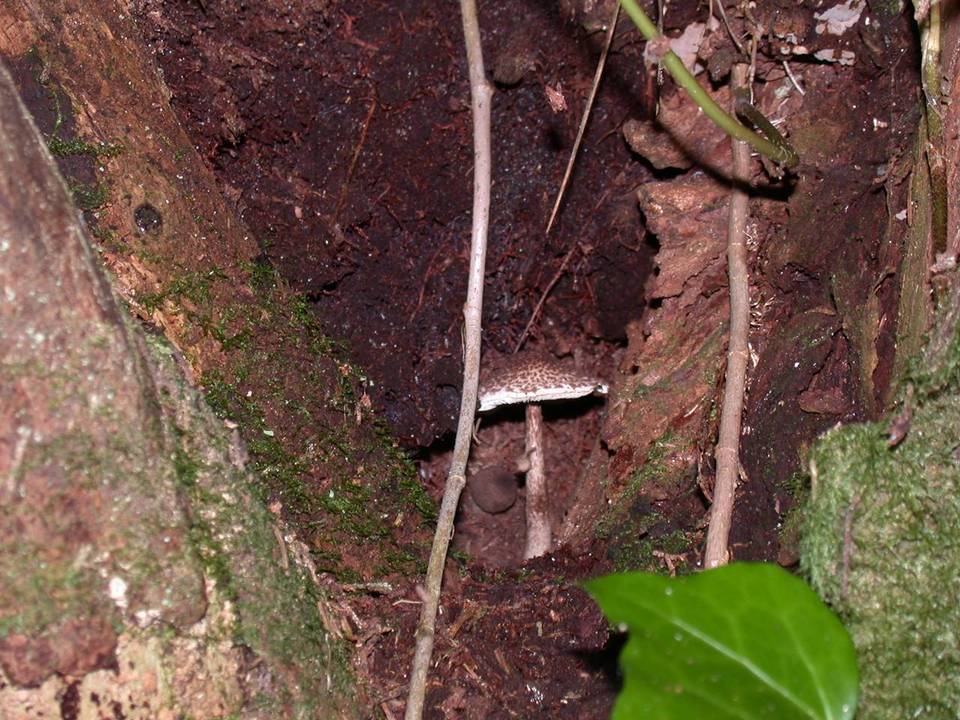 Lepiota flammeatincta image