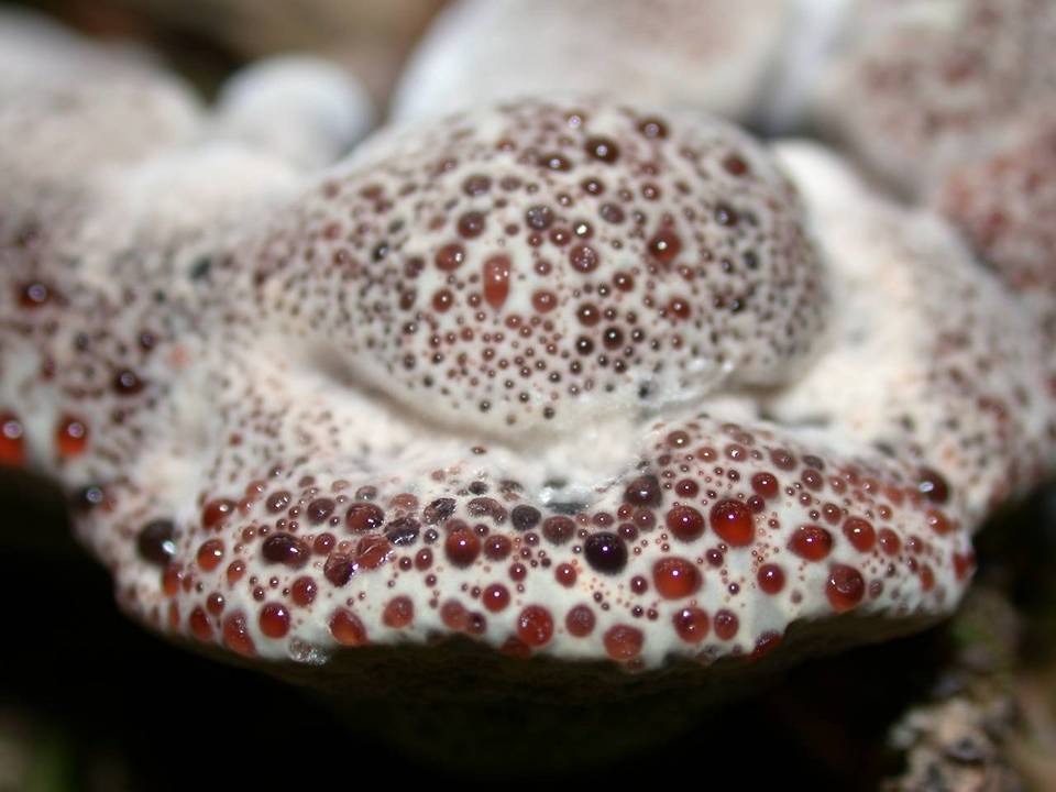Hydnellum cyanopodium image