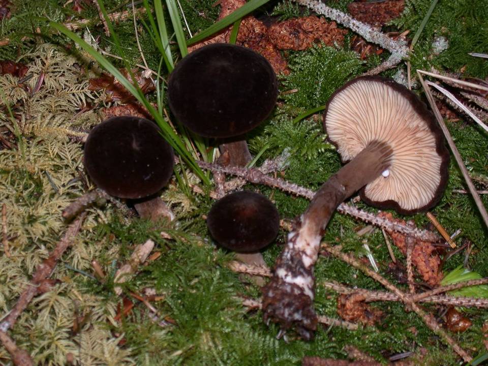 Lactarius fallax var. fallax image