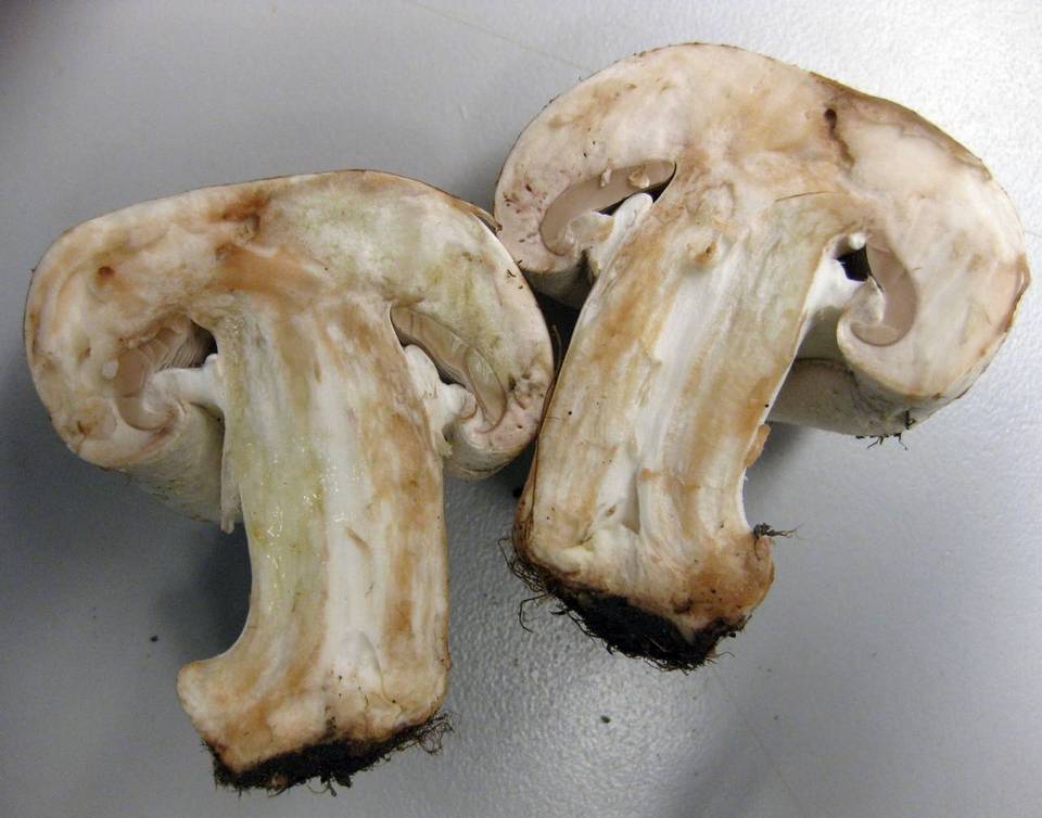 Agaricus subfloccosus image