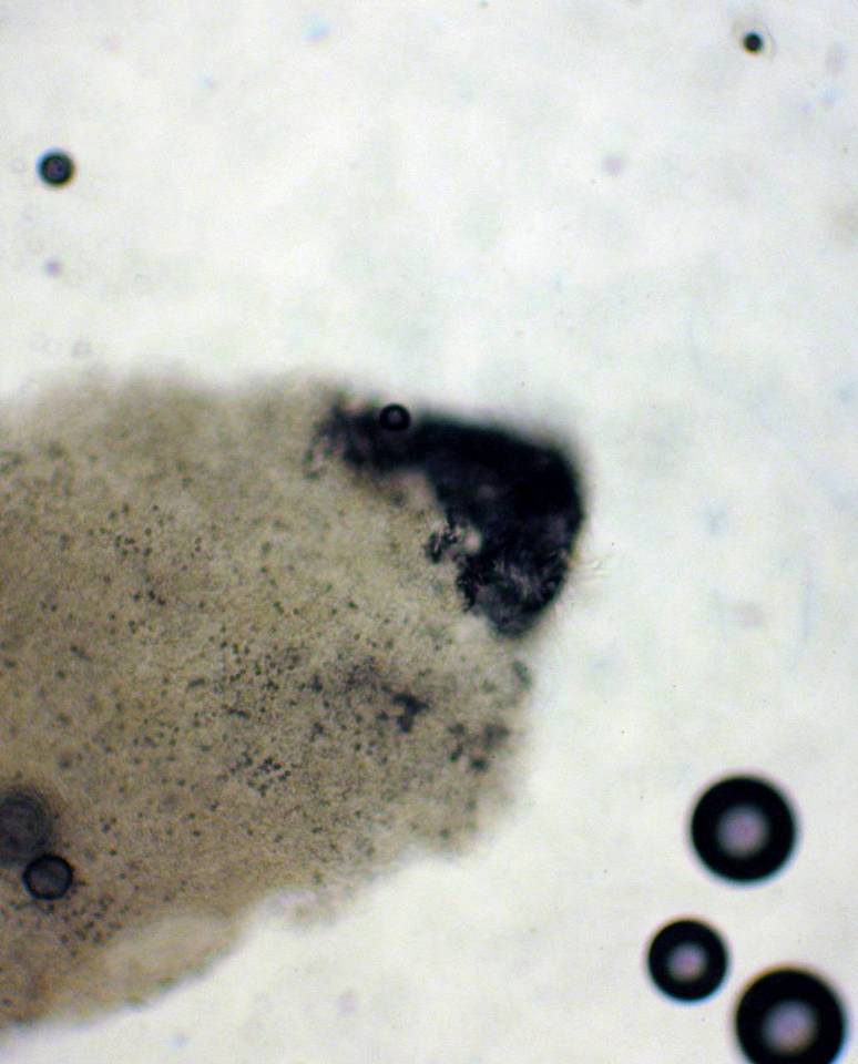 Agaricus subfloccosus image