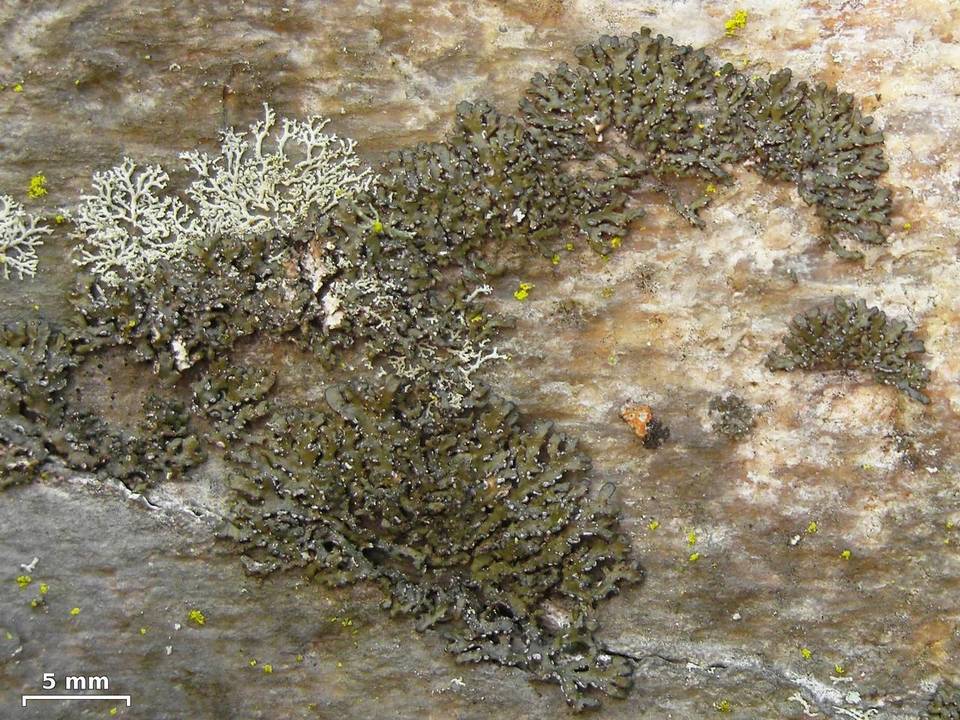Melanelia culbersonii image