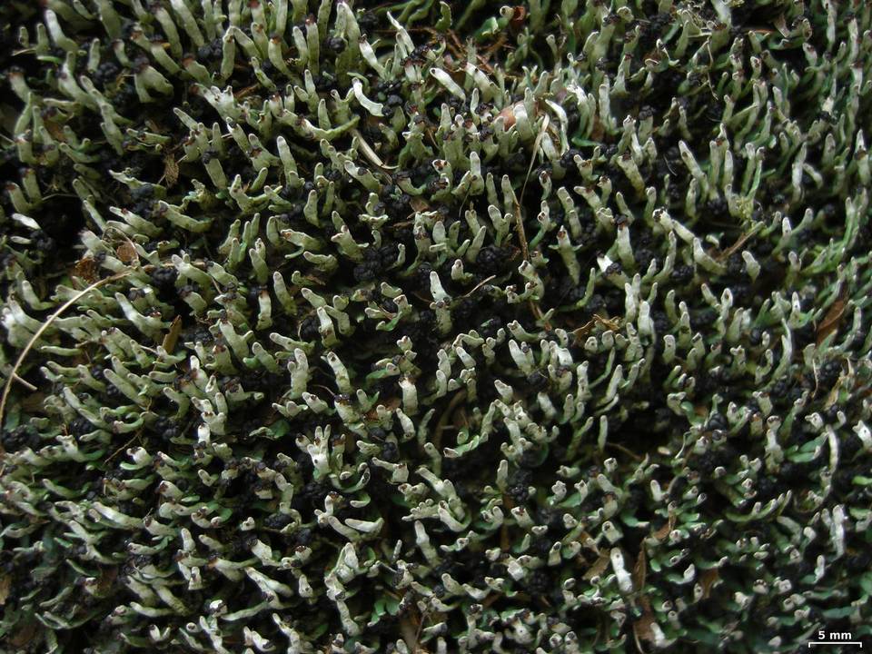 Cetradonia linearis image