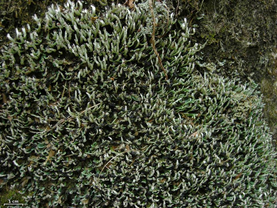 Cetradonia linearis image