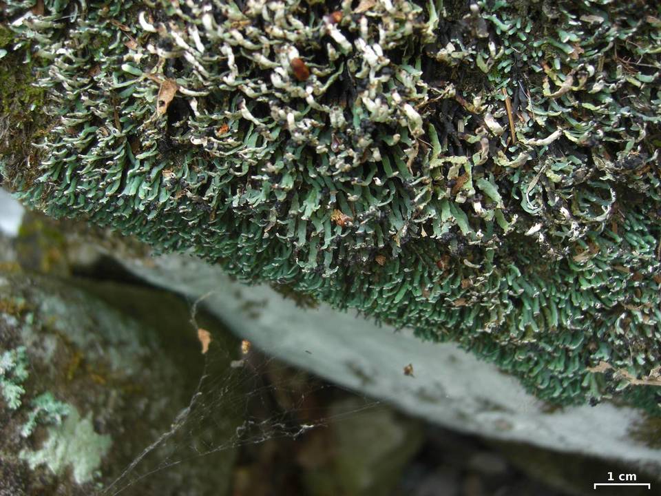 Cetradonia linearis image