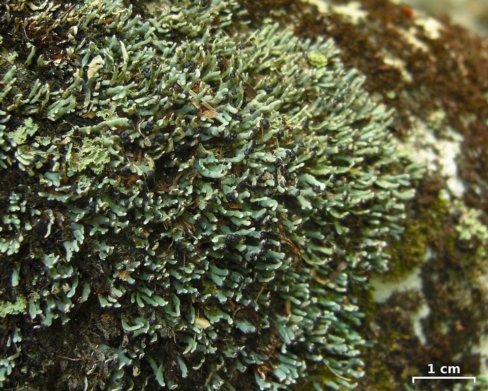Cetradonia linearis image
