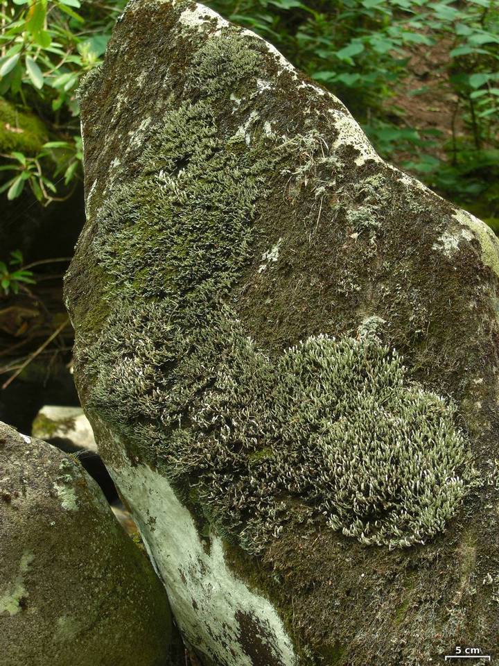 Cetradonia linearis image