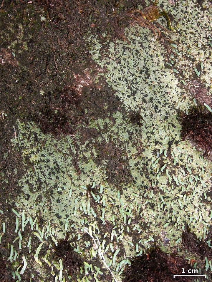 Pilophorus fibula image