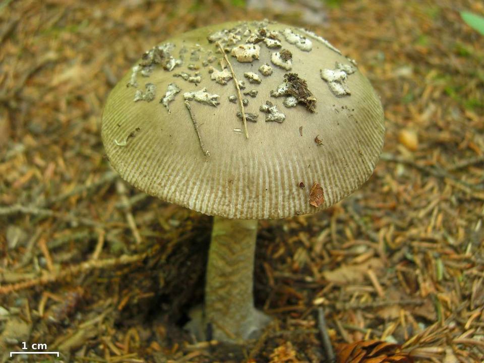 Amanita borealisorora image