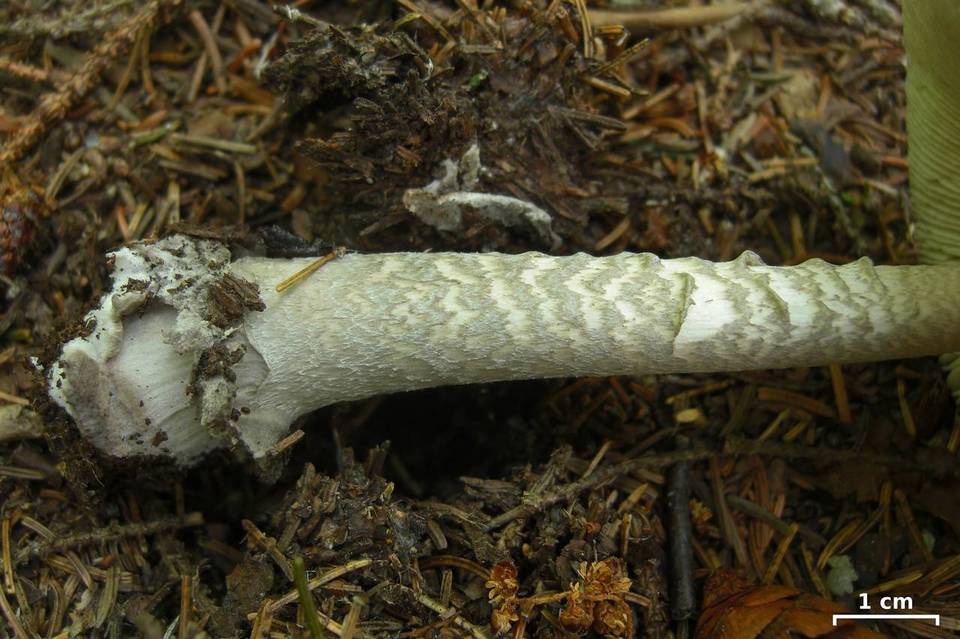 Amanita borealisorora image