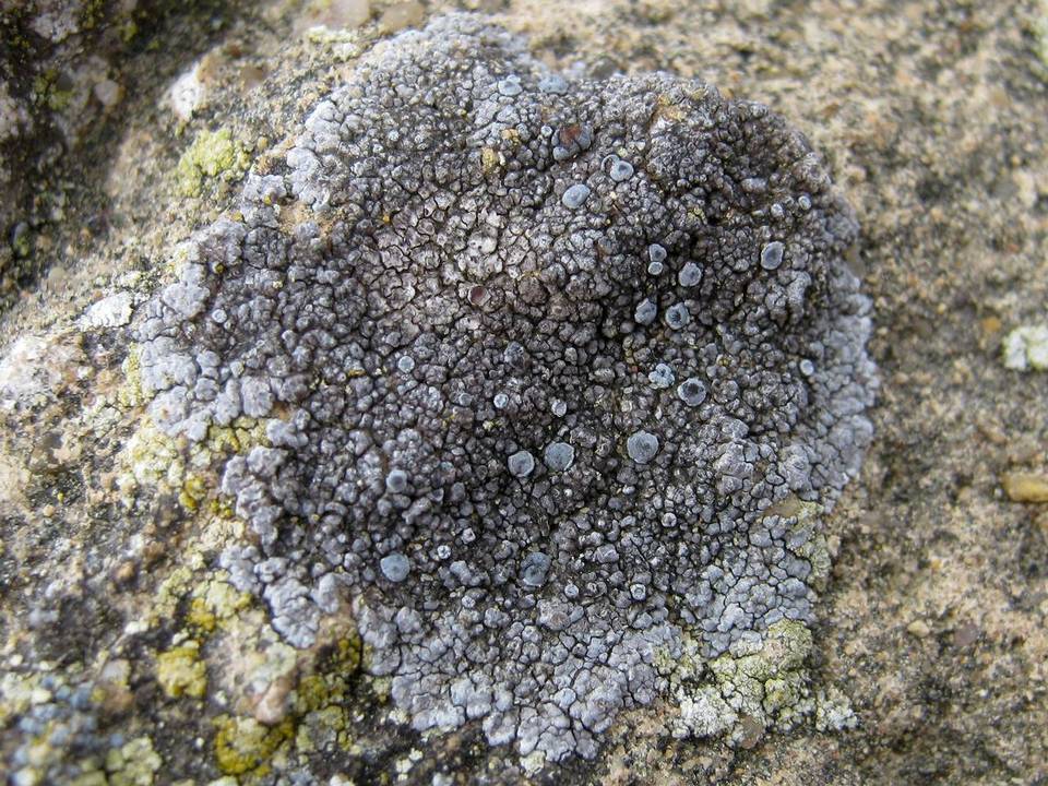 Caloplaca variabilis image