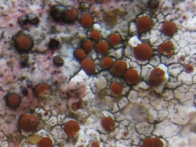 Caloplaca crenularia image