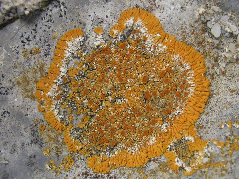 Caloplaca flavescens image