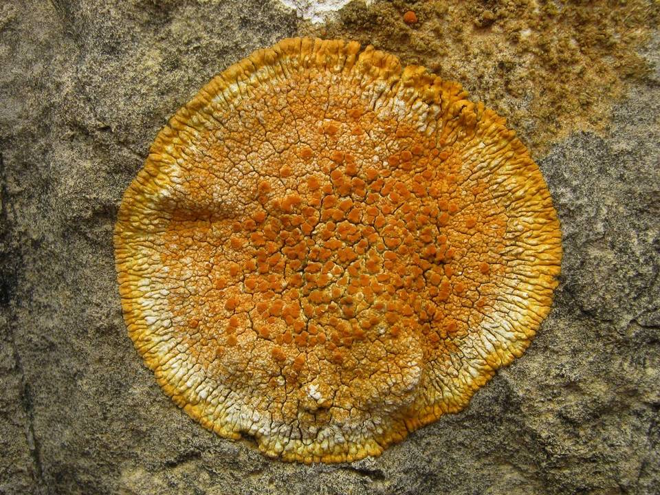 Caloplaca flavescens image