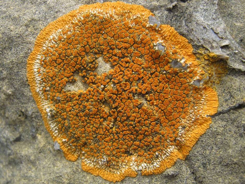 Caloplaca flavescens image