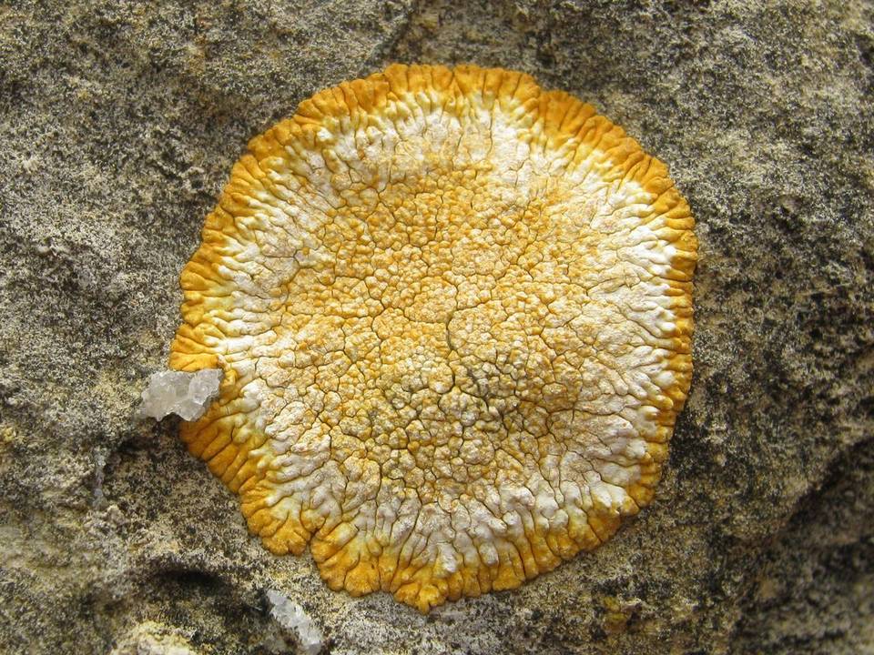 Caloplaca flavescens image