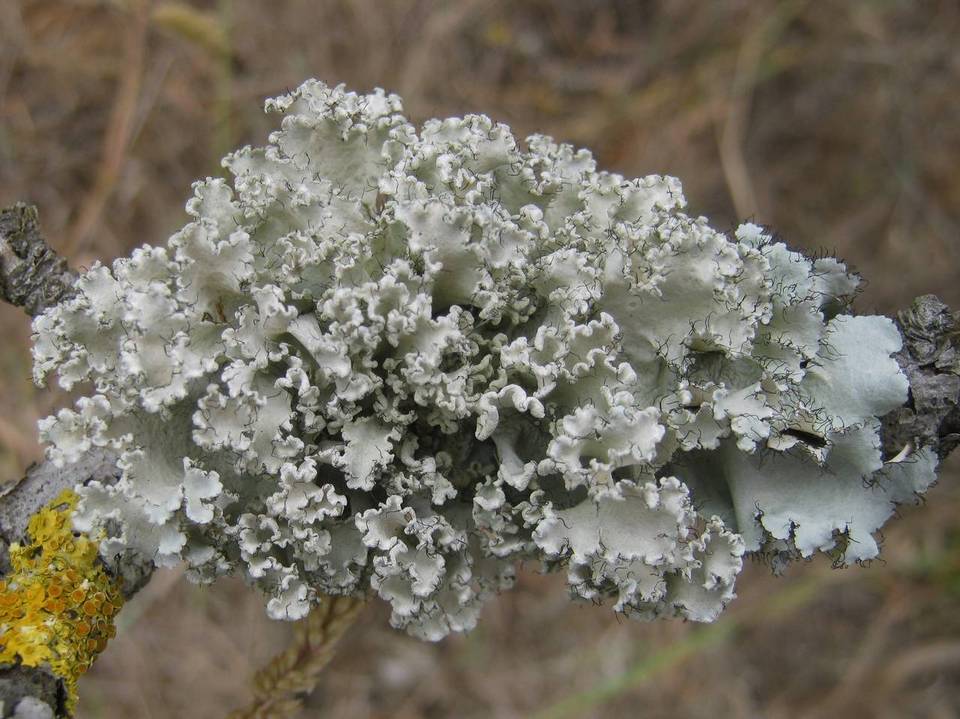 Parmotrema hypoleucinum image