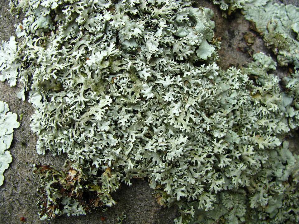 Xanthoparmelia angustiphylla image